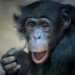 Bonobo 060310